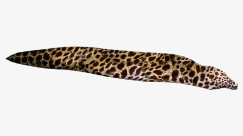 Slug, HD Png Download, Free Download