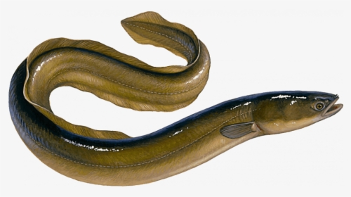 European Eel, HD Png Download, Free Download