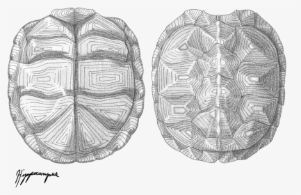 Drawing Shells Scientific Illustration - Turtle Shell Texture Drawing, HD Png Download, Free Download