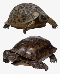 Turtle, Isolated, Tortoise, Panzer, Tortoise Shell - Turtle Transparent, HD Png Download, Free Download