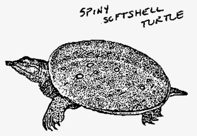 Spiny Softshell Turtle Clip Arts - Spiny Softshell Turtle Drawing, HD Png Download, Free Download