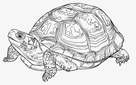 Turtle,line Art,reptile - Eastern Box Turtle Drawing, HD Png Download, Free Download