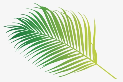 Coconut Leaf - Palm Tree, HD Png Download, Free Download