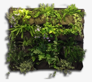 Vertical Garden Png - Vertical Garden Transparent Background, Png Download, Free Download
