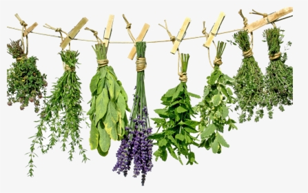 Transparent Herbs Clipart - Herbs Transparent, HD Png Download, Free Download