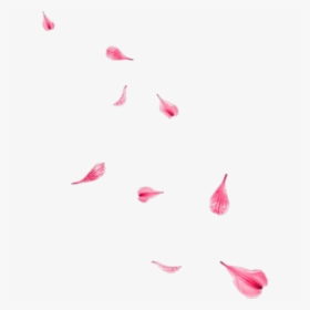 #rose #flower #flying #falling - Rose Flower Flying Png, Transparent Png, Free Download