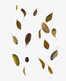 Falling Autumn Leaves Transparent Images - Real Transparent Background Falling Leaves, HD Png Download, Free Download