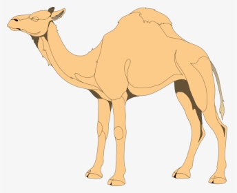 Free Vector Camel - Png Vector Camel, Transparent Png, Free Download