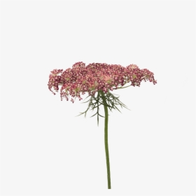 Daucus Carota Holex Flower - Artificial Flower, HD Png Download, Free Download