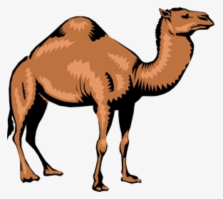 Vector Illustration Of Dromedary Single-humped Beast - Camel Png, Transparent Png, Free Download