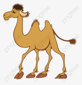 Arabian Camel, HD Png Download, Free Download