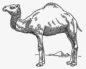 Free Vector Dromedary - Dromedary Camel Clip Art, HD Png Download, Free Download