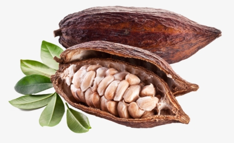 Cacao With Bones Png Image - Cocoa Pods And Beans, Transparent Png, Free Download