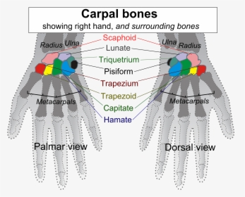 Carpal Bones, HD Png Download, Free Download