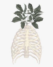 Bones - Rib Cage Vector, HD Png Download, Free Download