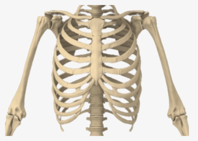Bones Of The Body - Rib Cage Transparent Background, HD Png Download, Free Download