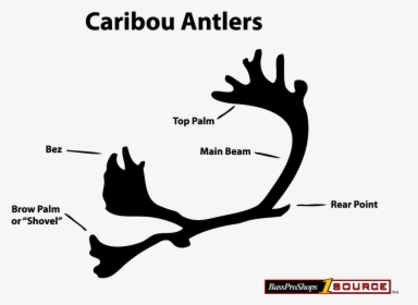 Caribou Antlers About - Tree, HD Png Download, Free Download