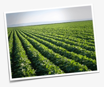 Transparent Gmo Free Png - Soybean Field, Png Download, Free Download