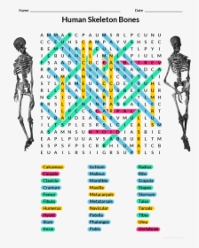 Human Bones Word Search Answers, HD Png Download, Free Download