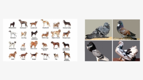 Dogs And Pigeons - Famous Dog Breeds, HD Png Download, Free Download