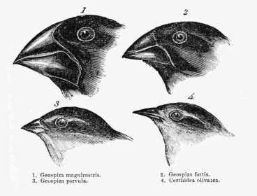 Darwin's Finches, HD Png Download, Free Download