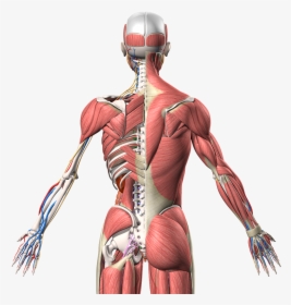 Human Anatomy 3d Model, HD Png Download, Free Download