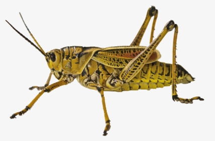 Clip Art Insect Animal Grasshopper Jumping - Grasshopper Close Up, HD Png Download, Free Download