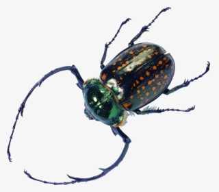 Clip Art Nut Weevil, HD Png Download, Free Download
