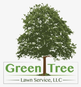 Green Tree Lawn Service Llc - Tree With No Background, HD Png Download, Free Download