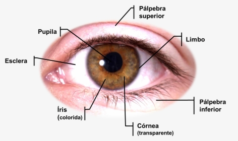 Anatomia Dos Olhos - Transparent Background Eyes Png Transparent, Png Download, Free Download