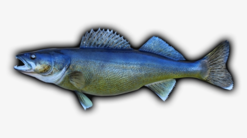 Walleye Fish Mount - Oily Fish, HD Png Download, Free Download