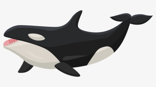 At Getdrawings Com Free - Transparent Cartoon Killer Whale, HD Png Download, Free Download