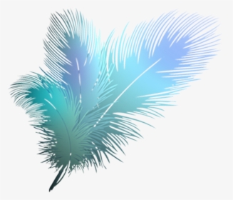 Attalea Speciosa, HD Png Download, Free Download