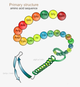 Primary Structure - 2 Degree Protein Structure, HD Png Download, Free Download