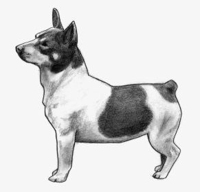 Teddy Roosevelt Terrier - Ancient Dog Breeds, HD Png Download, Free Download