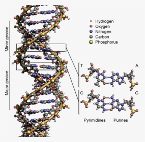 Spider Dna Structure , Transparent Cartoons - Spider Dna Structure, HD Png Download, Free Download