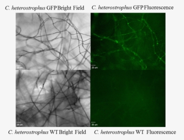 Gfp As Reporter Gene In Fungi, HD Png Download, Free Download