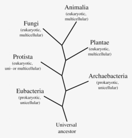 Fungi Classification Chart Old - 6 Kingdoms Tree Of Life, HD Png Download, Free Download