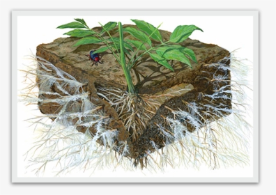 Tomato Roots, HD Png Download, Free Download