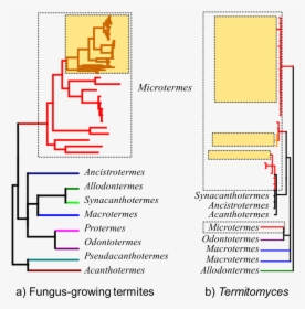 Fungus Growing Termite Phylogeny, HD Png Download, Free Download