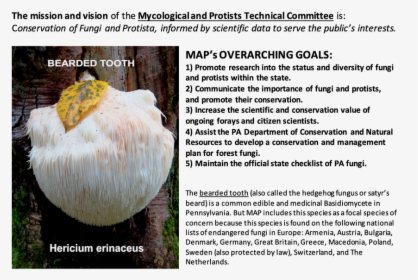 Fungi Png, Transparent Png, Free Download