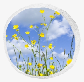 Transparent Buttercup Flower Png - Buttercup, Png Download, Free Download