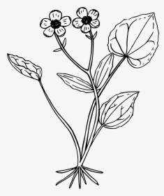 Mountain Buttercup - Buttercup Clipart Black And White, HD Png Download, Free Download