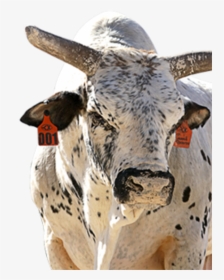 Pbr Bulls Smooth Operator, HD Png Download, Free Download