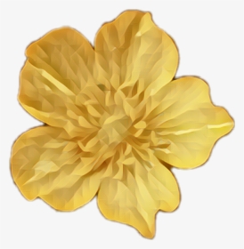 #buttercup #gold #flowers - Gold Flower Png, Transparent Png, Free Download