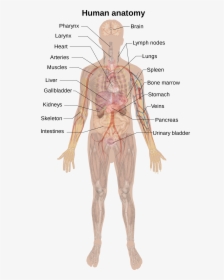 Female Body Labeled Diagram, HD Png Download, Free Download