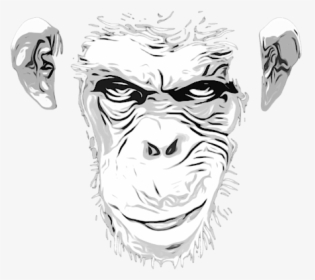 Monkey Grin Drawing, HD Png Download, Free Download