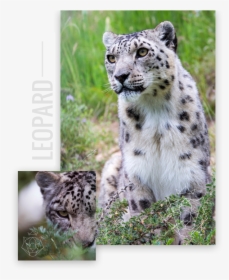 Snow Leopard Png, Transparent Png, Free Download