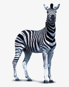 Zebra Png Vector, Clipart, Psd, Transparent Png, Free Download