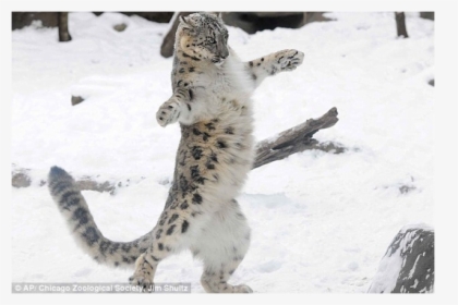 Snow Leopard Png, Transparent Png, Free Download